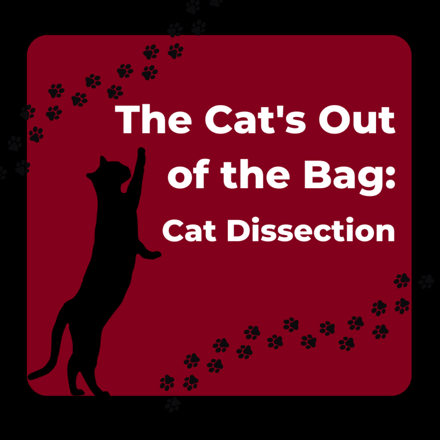 The Cats Out of the Bag: Cat Dissection