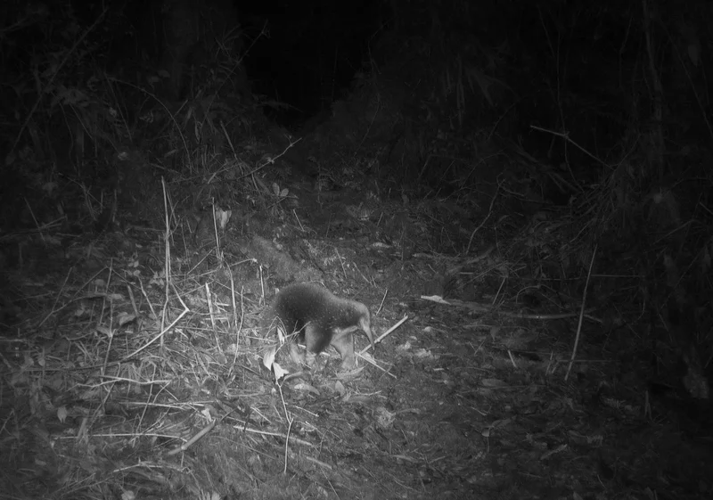 The first picture of an Attenboroughs long-beaked echidna, taken on one of the 80 cameras set up by the research team.