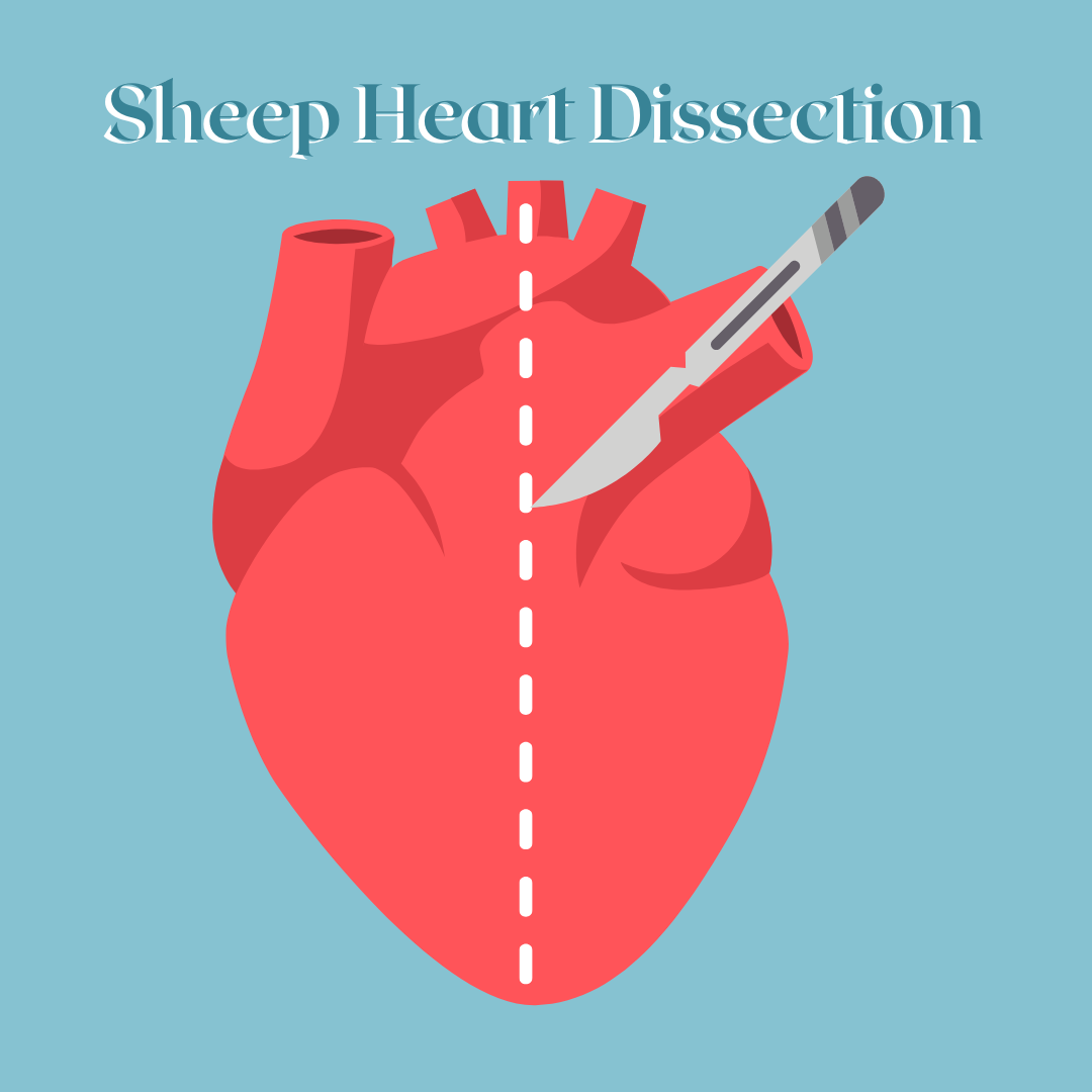 Sheep heart dissection graphic.