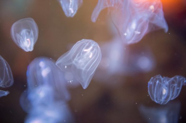 Navigation to Story: Frankenstein Jellyfish